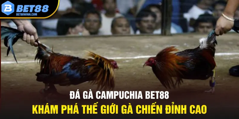 da-ga-campuchia-bet88-–-kham-pha-the-gioi-ga-chien-dinh-cao